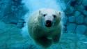 Animals swimming polar bears wallpaper