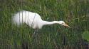 Florida national park great egret egrets birds everglades wallpaper