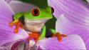 Flowers frogs red-eyed tree frog amphibians wallpaper