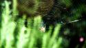 Green nature leaves web spider webs wallpaper