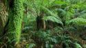 Jungle australia ferns national park wallpaper
