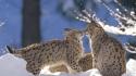 Landscapes germany animals lynx pair national park wallpaper