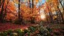 Landscapes nature trees forest fields france autumn wallpaper
