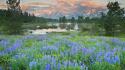 Landscapes nature wyoming grand teton national park wildflowers wallpaper