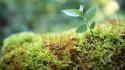 Moss sprouts wallpaper