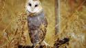 Owls barn owl wallpaper