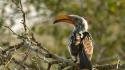 South africa hornbill birds wallpaper