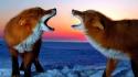Sunset snow animals foxes wallpaper
