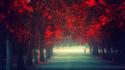 Trees autumn (season) red leaves remembrance wallpaper