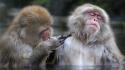 Water animals monkeys japanese macaque wallpaper