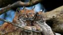 Animals lynx wallpaper