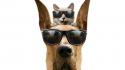 Cats animals dogs funny sunglasses wallpaper