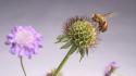 Flowers insects bees thistles wallpaper