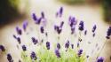 Flowers plants lavender purple lavendar wallpaper