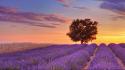 France english lavender provence wallpaper