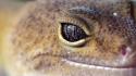 Gecko eye macro photography wallpaper