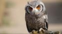 Germany animals wildlife owls wallpaper