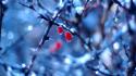 Ice winter bokeh depth of field berries branches wallpaper