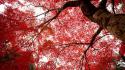 Japan trees leaves kyoto red leaf wallpaper