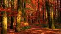 Landscapes nature trees red wood leaves autumn wallpaper
