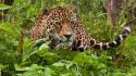 Nature animals jaguar wallpaper