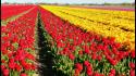 Nature flowers fields tulips wallpaper