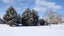 Nature winter snow trees carpet branches sky wallpaper