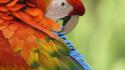 Parrots birds wallpaper
