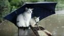 Rain cats animals umbrellas wallpaper