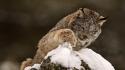 Snow animals lynx rocks wallpaper