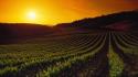 Sunset nature california napa valley wallpaper