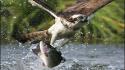 Animals fish osprey falcon bird hunting splashes birds wallpaper