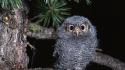 Animals owls wallpaper