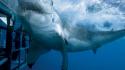 Animals sharks underwater wallpaper