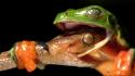 Animals snakes frogs wallpaper