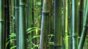 Bamboo hawaii plants panorama stalks wallpaper