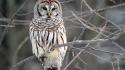 Birds owls coruja wallpaper