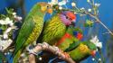 Birds parrots white flowers wallpaper