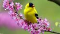 Birds pink flowers goldfinch wallpaper