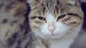 Cats animals angry face wallpaper
