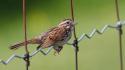 Close-up sparrow chain link fence birds wallpaper