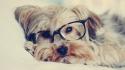 Eyes animals dogs glasses funny pets wallpaper