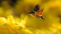Flowers insects moths yellow blurred background wallpaper