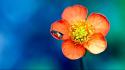 Flowers insects wallpaper