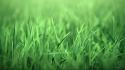 Green grass garden macro wallpaper