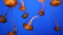 Landscapes nature california aquarium bay monterey sea wallpaper