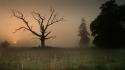 Landscapes nature grass fog branches gloomy wallpaper