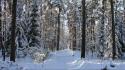 Landscapes nature winter snow trees wood track wallpaper