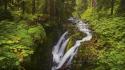 Landscapes nature wood leaves falls moss protection wallpaper