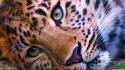 Leopards wallpaper